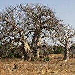 Adansonia digitata Deilen