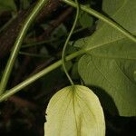 Passiflora platyloba Плод