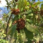Combretum kraussii Fruit