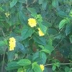 Lantana canescens Цвят