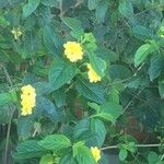 Lantana canescens Blomma