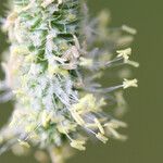 Phleum nodosum Kvet