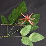 Erythrina lanceolata Other