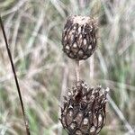 Centaurea scabiosa Fruitua