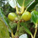 Balanops oliviformis Fruit