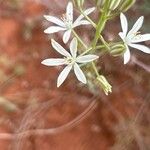 Ornithogalum narbonense Flower