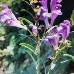 Scutellaria integrifolia Λουλούδι