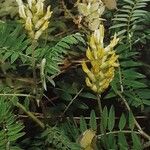 Astragalus cicer 花