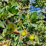 Byrsonima lucida Fruit