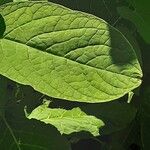 Phytolacca acinosa Likasa