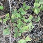 Rubus camptostachys Folha