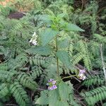 Lantana trifolia Habit