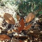 Argophyllum grunowii Habit