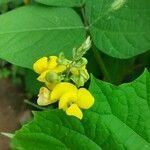 Vigna angularis Blomst