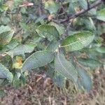 Salix cinerea ഇല