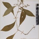 Echinacanthus attenuatus Otro