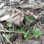 Trifolium fragiferum পাতা