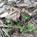 Trifolium fragiferum Leaf