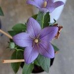 Platycodon grandiflorusЦветок