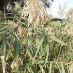 Phragmites australis Blatt