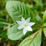 Lysimachia europaea Blodyn