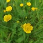 Ranunculus acrisFlower