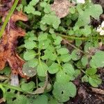 Cardamine flexuosa 葉