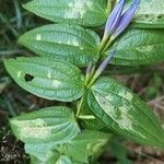 Gentiana asclepiadea Leaf