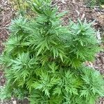Artemisia absinthium ഇല