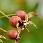 Rosa abietina Fruit