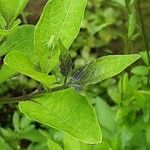 Lycianthes rantonnetii Leaf