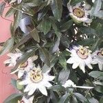 Passiflora caerulea 花