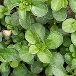 Polycarpon tetraphyllum Blad