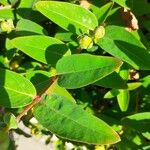 Hypericum patulum Feuille