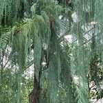 Cupressus cashmeriana Φύλλο