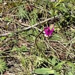 Primula pauciflora Кветка