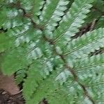 Polystichum aculeatum Blad