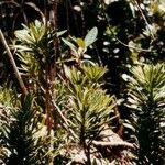 Podocarpus decumbens ശീലം