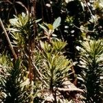 Podocarpus decumbens Συνήθη χαρακτηριστικά