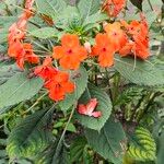 Impatiens walleriana Flower