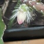 Rhipsalis pilocarpa Flower