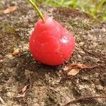 Syzygium aqueum Fruit