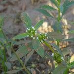 Spermacoce verticillata Blad