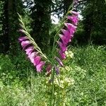 Gladiolus palustris Hábito