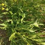 Rorippa austriaca Leaf