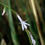 Lobelia dortmanna Sonstige