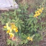 Crotalaria retusa Deilen