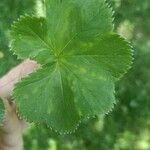 Alchemilla acutiloba Лист