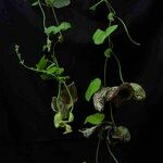 Aristolochia cymbifera Лист