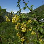 Berberis heteropoda Flower